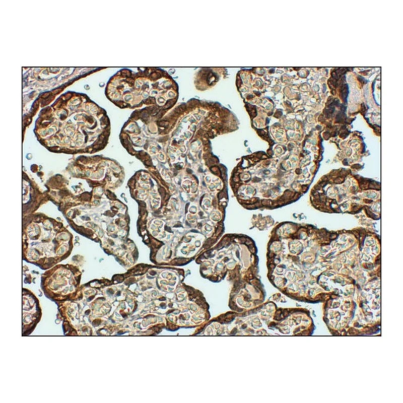 Merck Anti-PAI1/SERPINE1 antibody produced in goat