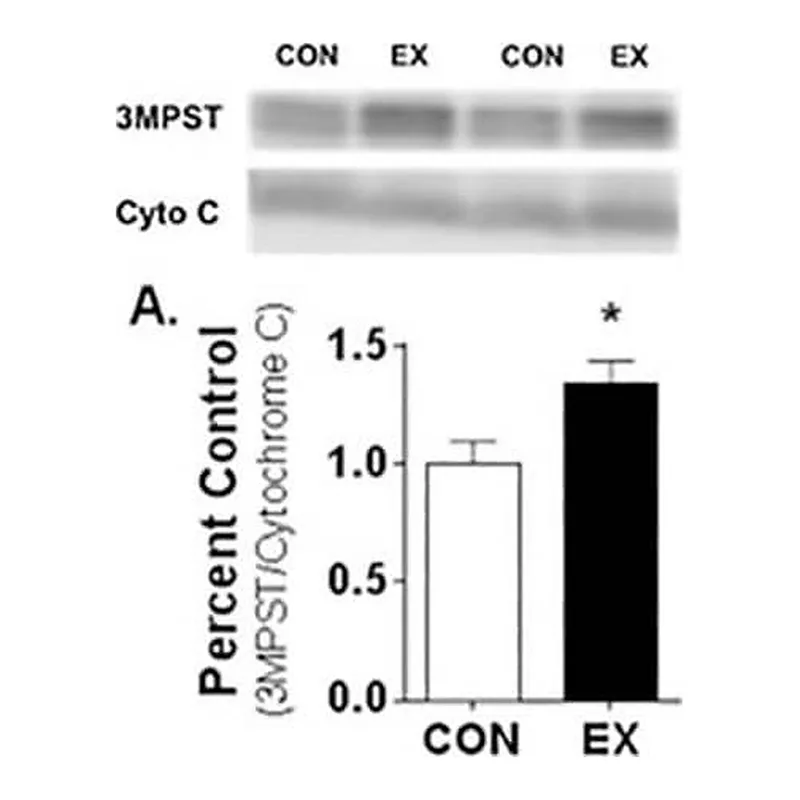 Merck Anti-MPST antibody produced in rabbit