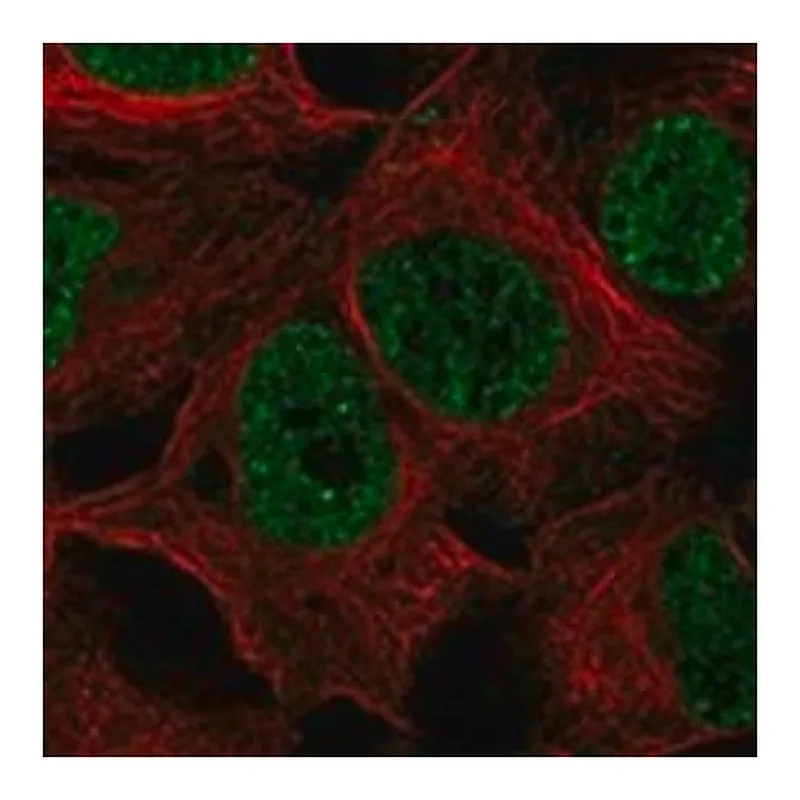 Merck Anti-ELL3 antibody produced in rabbit