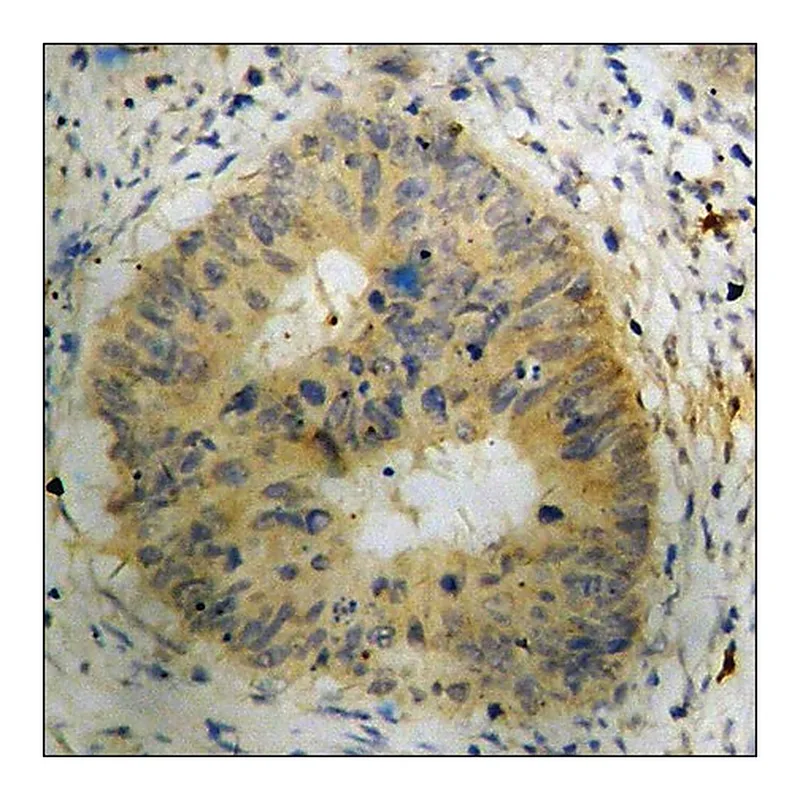Merck Anti-phospho-BAD (pSer112) antibody produced in rabbit