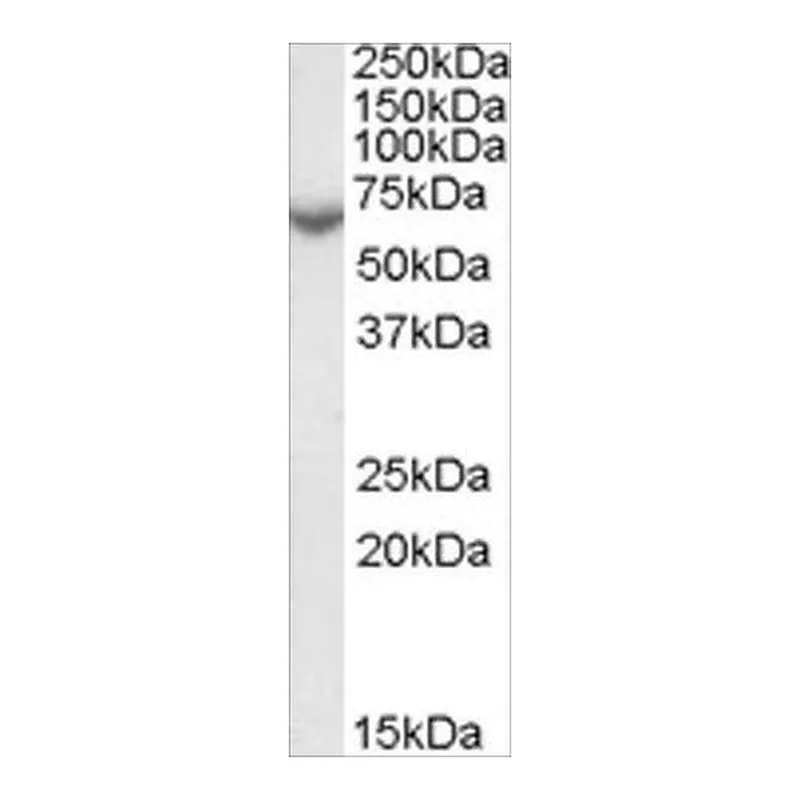 Merck Anti-Arylsulfatase C/STS antibody produced in goat