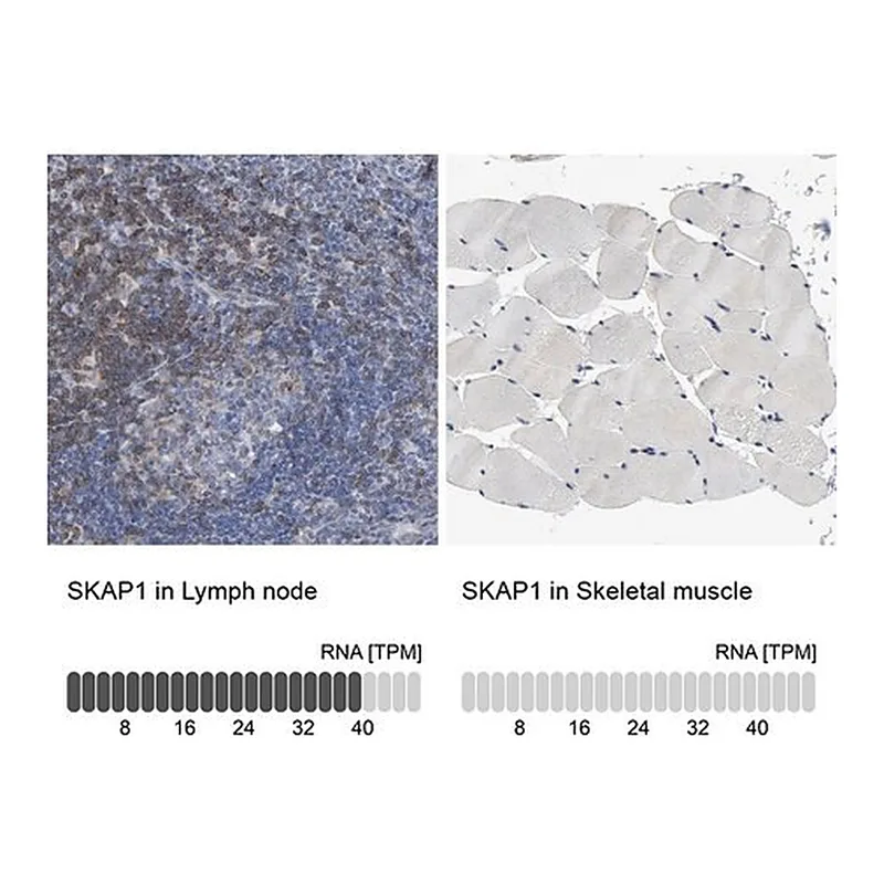 Merck Anti-SKAP1 antibody produced in rabbit