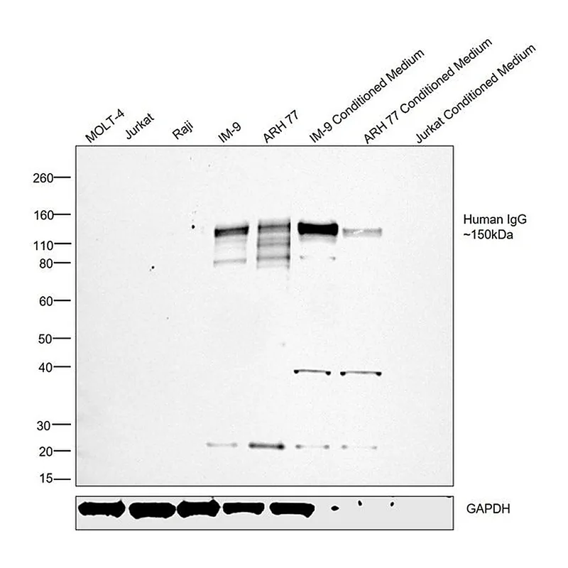 Thermo Fisher Scientific Sheep anti-Human IgG (H+L) Secondary Antibody, HRP