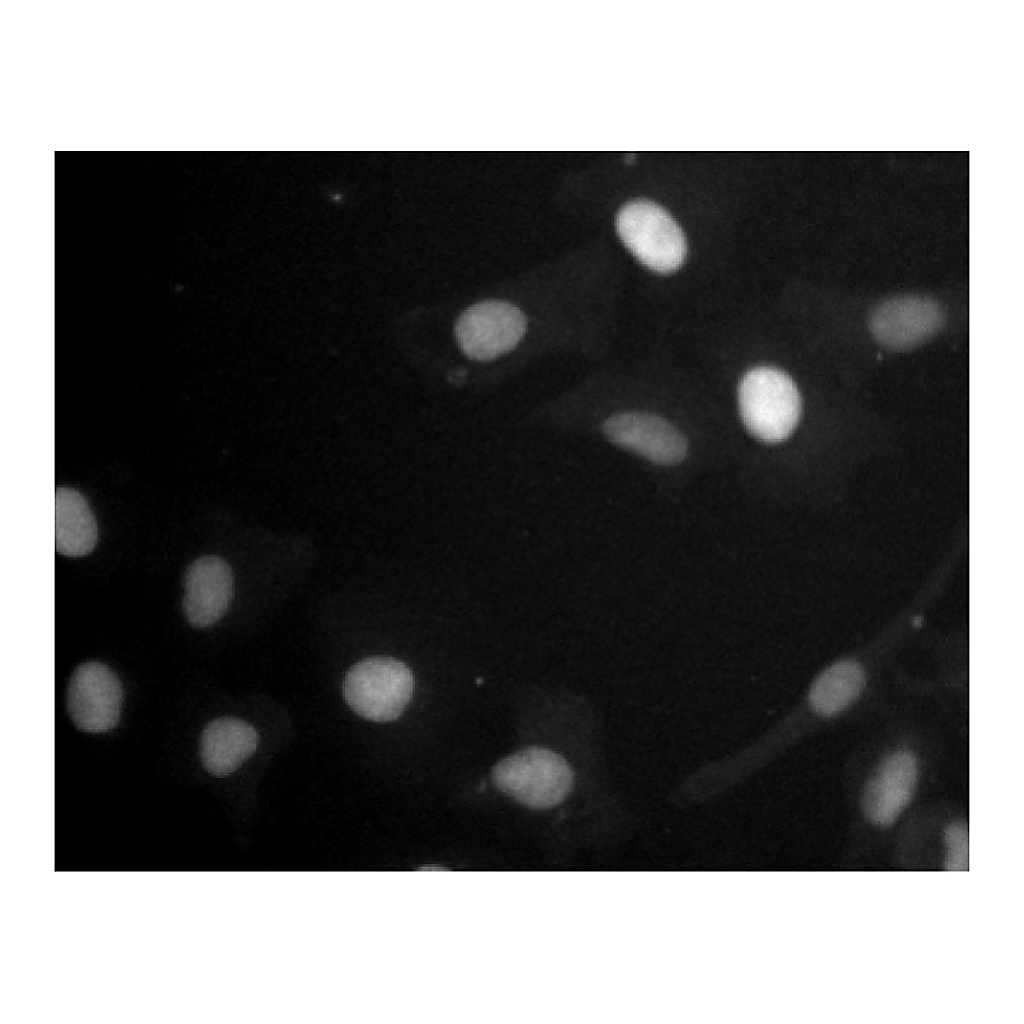 BD Purified Mouse Anti-Human Retinoblastoma Protein