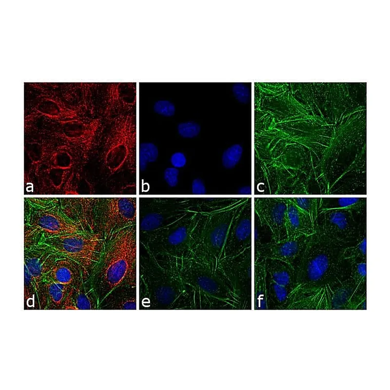 Thermo Fisher Scientific Goat anti-Rat IgG (H+L) Cross-Adsorbed Secondary Antibody, DyLight 550
