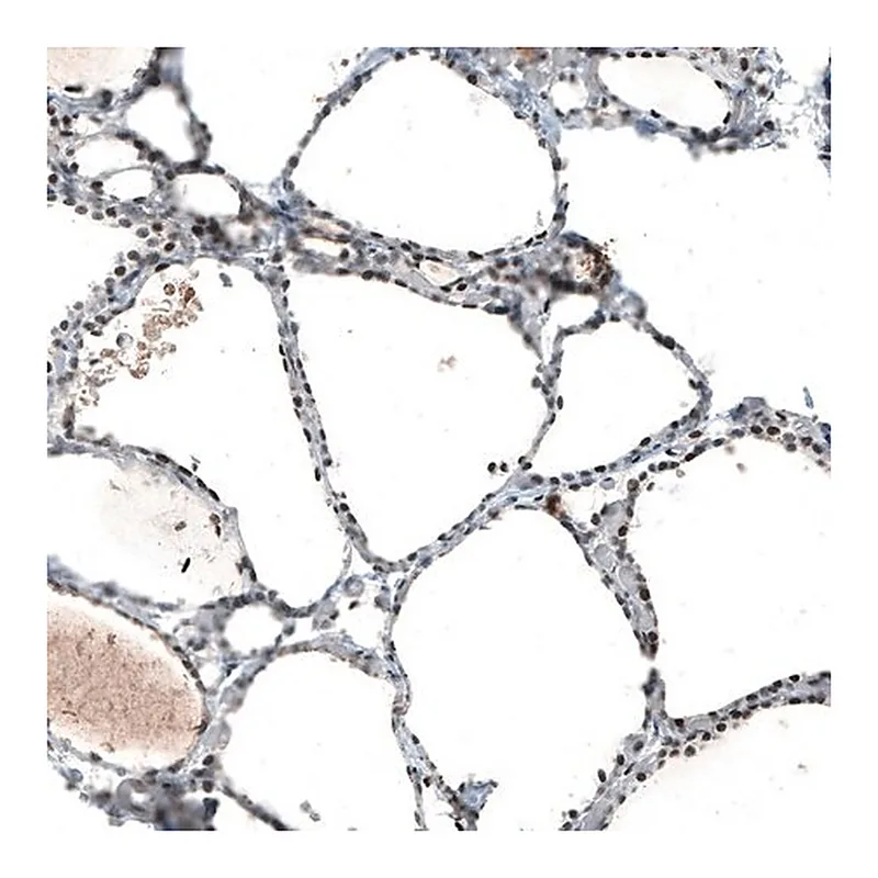 Merck Monoclonal Anti-JUN antibody produced in mouse