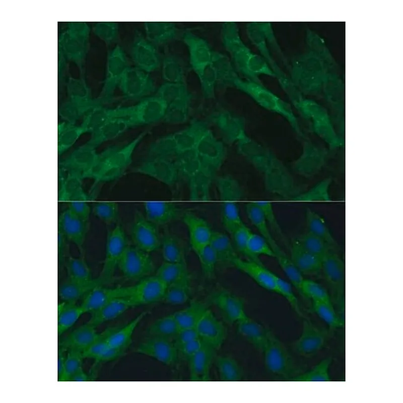 Merck Anti- IDH1 antibody produced in rabbit