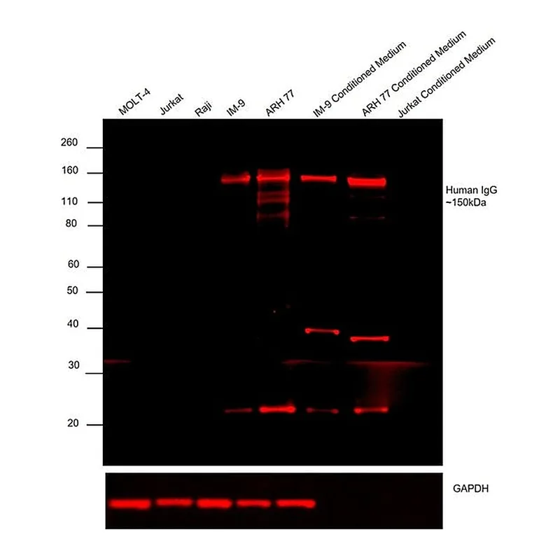 Thermo Fisher Scientific Goat anti-Human IgG (H+L) Cross-Adsorbed Secondary Antibody, Alexa Fluor 647
