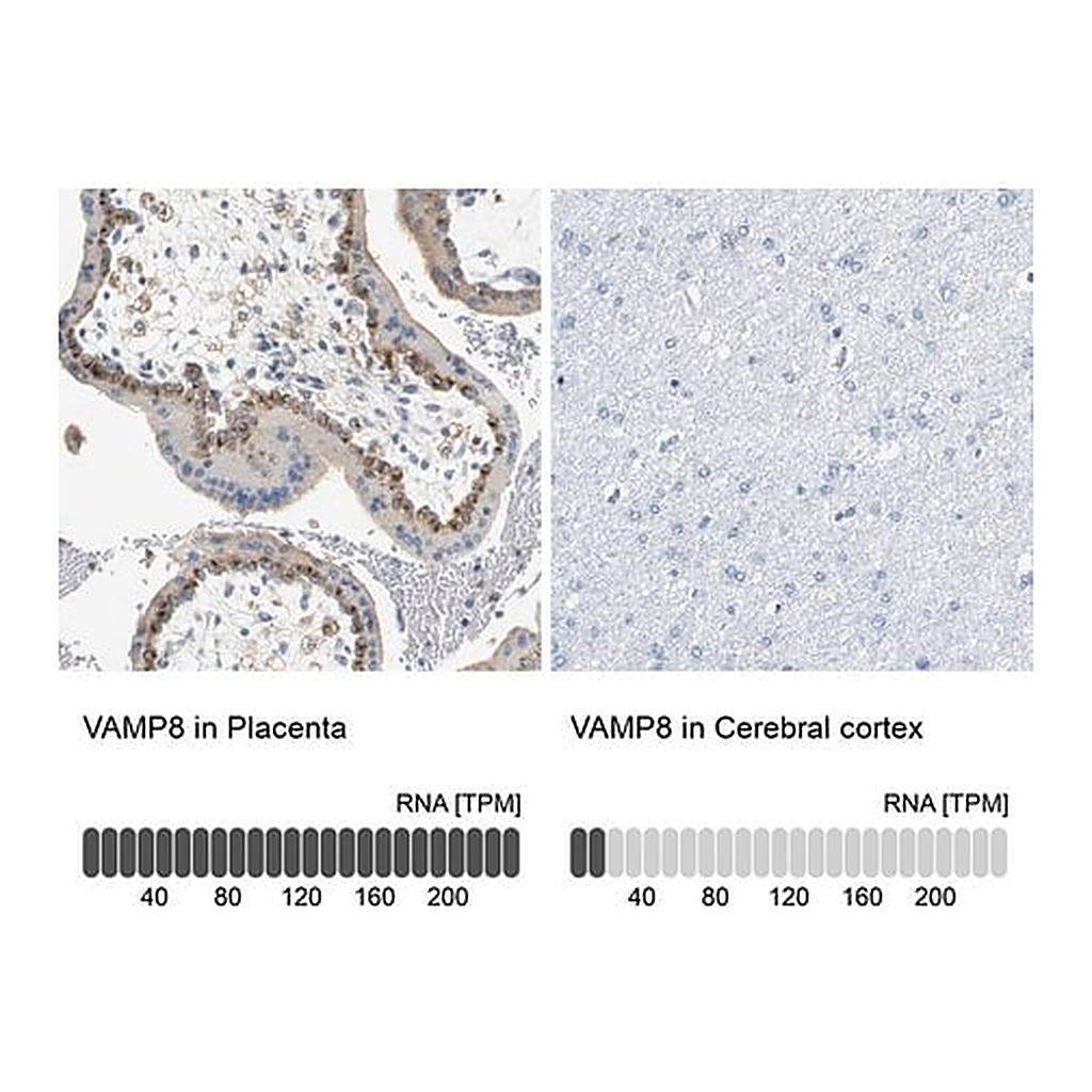 Merck Anti-VAMP8 antibody produced in rabbit