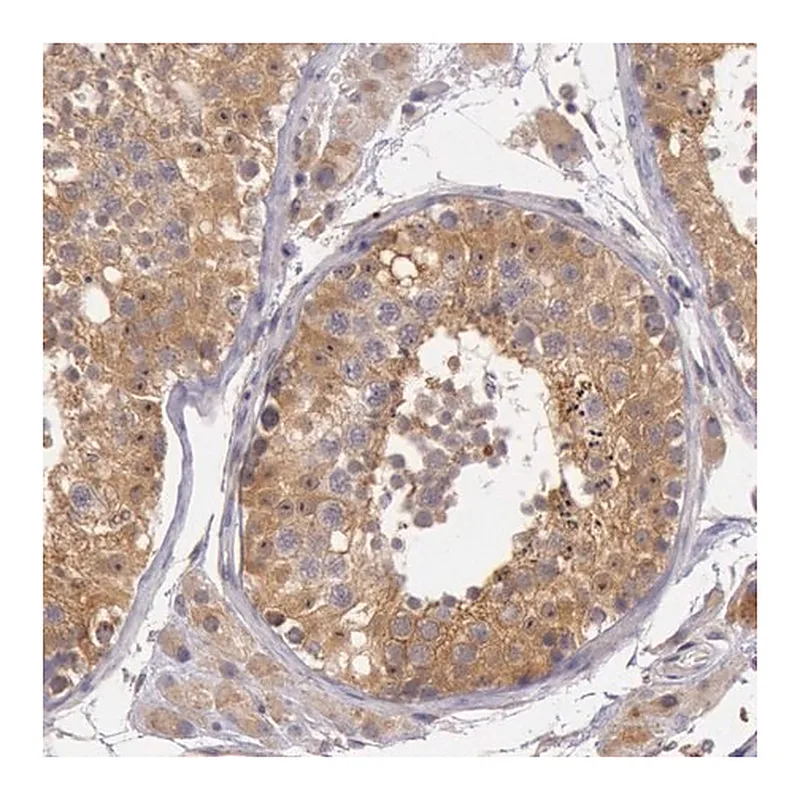 Merck Anti-CDK16 antibody produced in rabbit