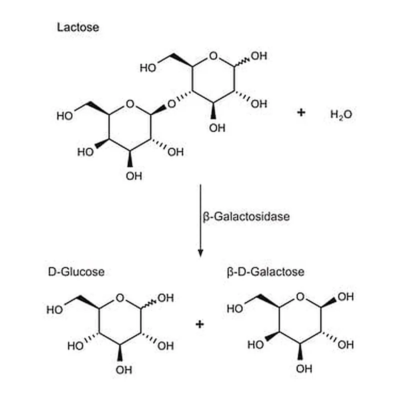 Merck BETA-GALACTOSIDASE FROM ESCHERICHIA COLI