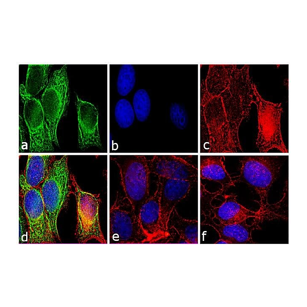Thermo Fisher Scientific Rabbit anti-Mouse IgG F(ab`)2 Secondary Antibody, FITC
