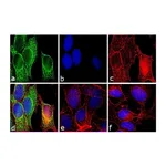 Thermo Fisher Scientific Rabbit anti-Mouse IgG F(ab`)2 Secondary Antibody, FITC