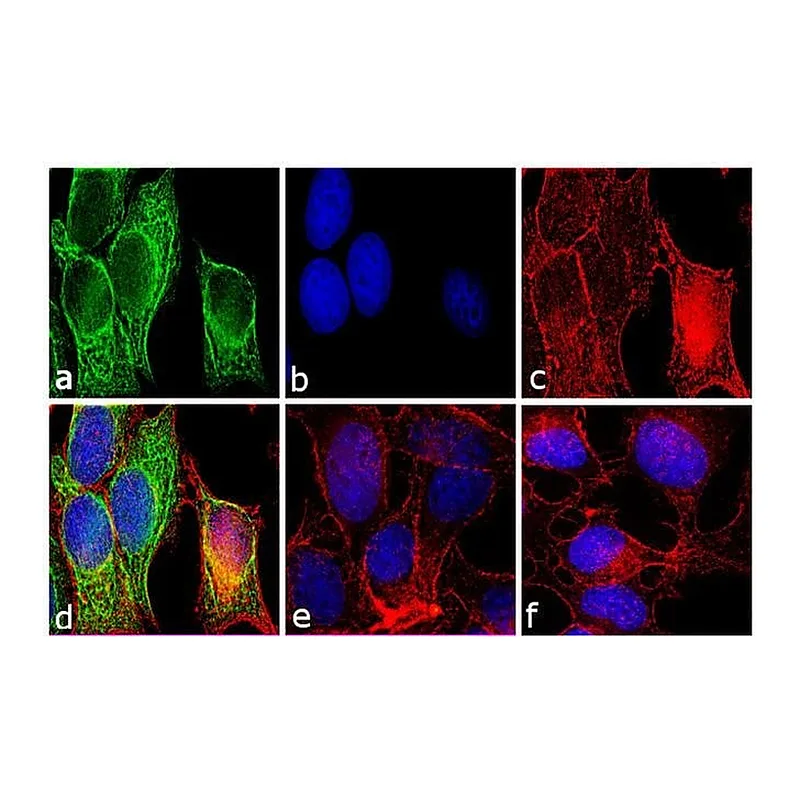 Thermo Fisher Scientific Rabbit anti-Mouse IgG F(ab`)2 Secondary Antibody, FITC
