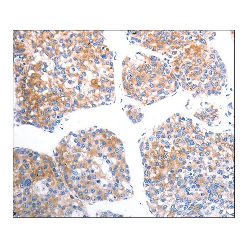 Merck Anti-SLC44A1 antibody produced in rabbit