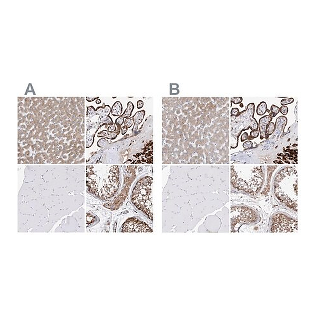 Merck Anti-PDIA5 antibody produced in rabbit