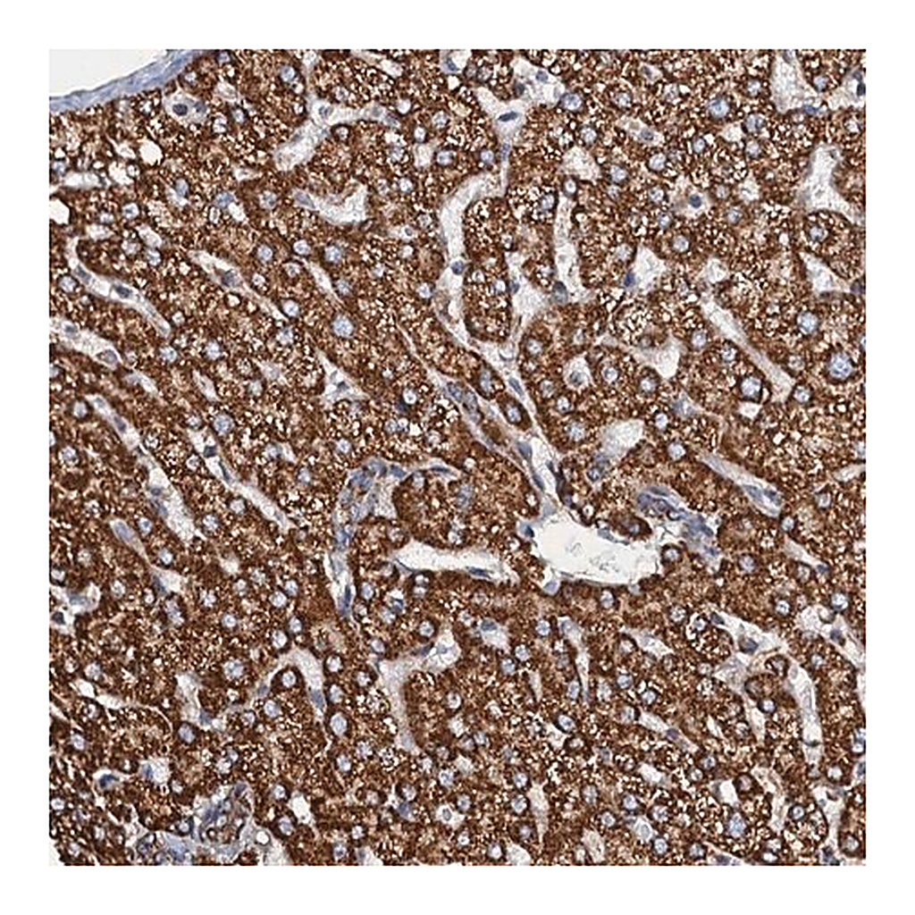 Merck Anti-AAGAB antibody produced in rabbit