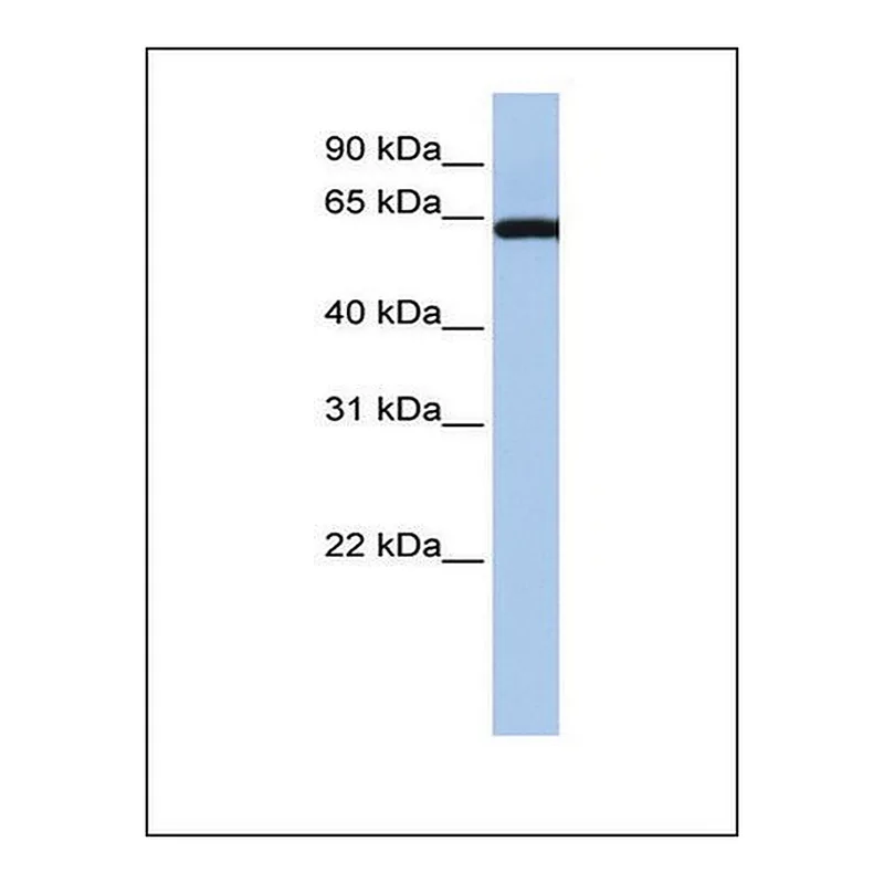Merck Anti-LGALS3BP antibody produced in rabbit