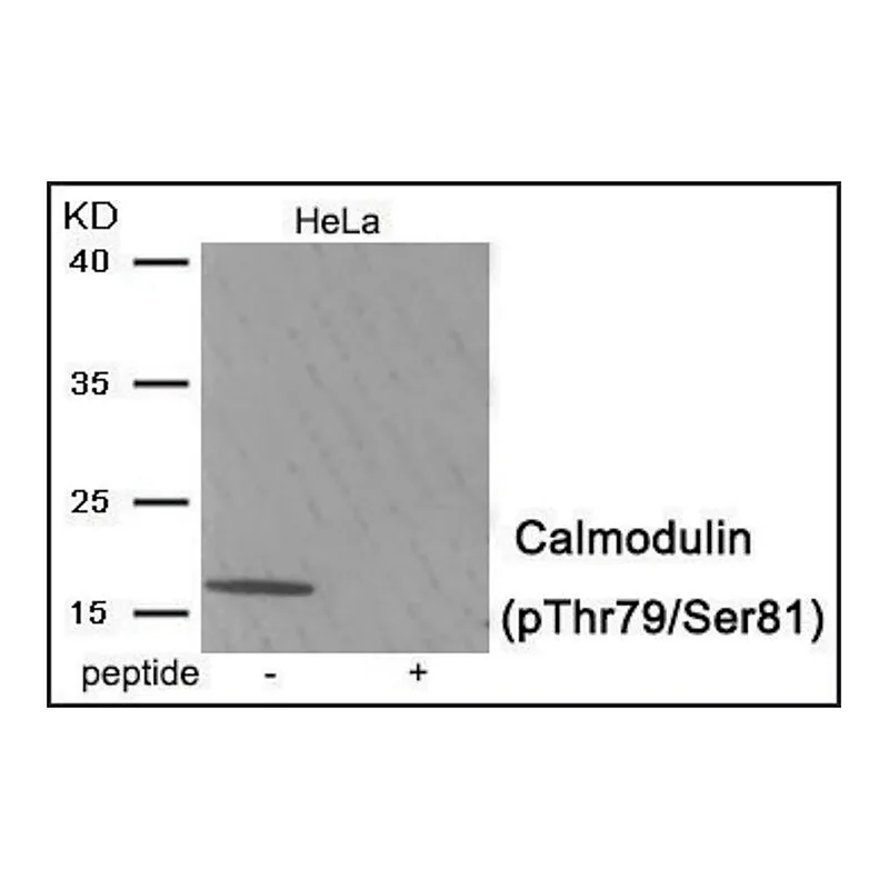 Merck Anti-phospho-Calmodulin (pThr79/Ser81) antibody produced in rabbit