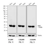 Thermo Fisher Scientific F(ab`)2-Goat anti-Mouse IgG (H+L) Cross-Adsorbed Secondary Antibody, HRP