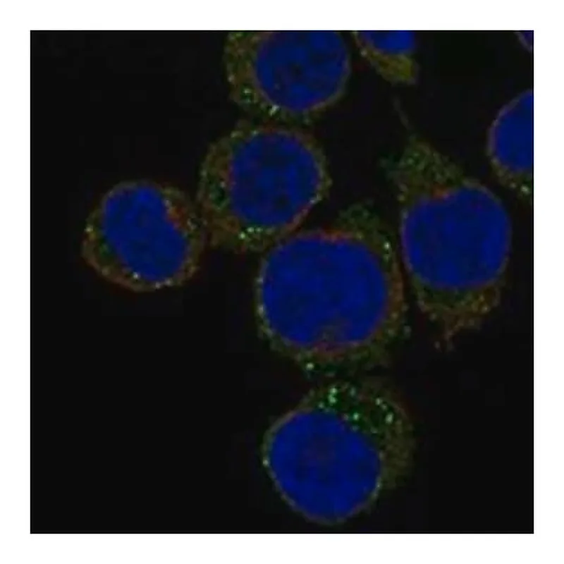 Merck Anti-CFP antibody produced in rabbit