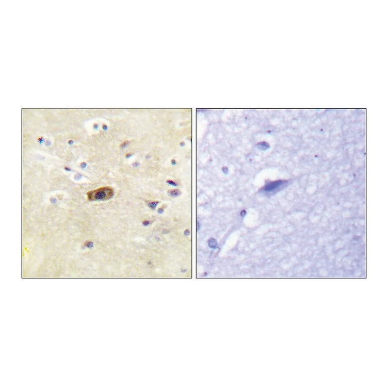 Merck Anti-NMDAR2A antibody produced in rabbit
