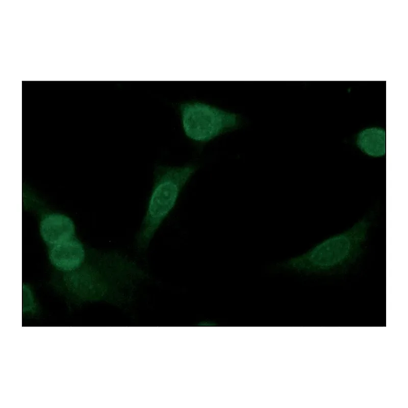 Merck Anti-NR4A2 (N-terminal) antibody produced in rabbit