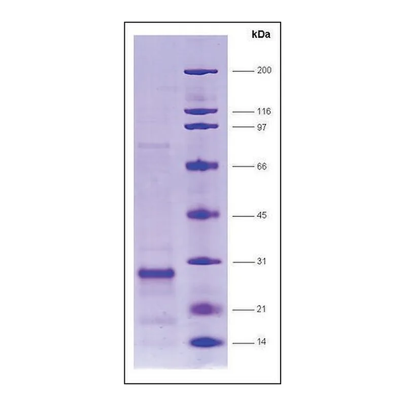 Merck SRC1 (627-786), biotin,His tagged human