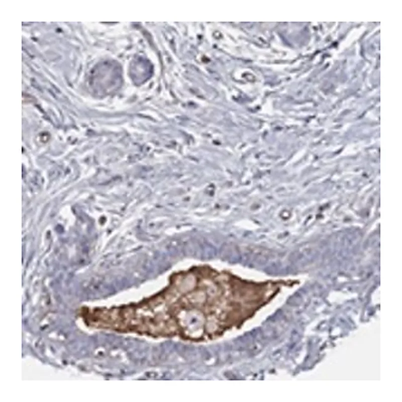 Merck ANTI-IFNB1 ANTIBODY PRODUCED IN RABBIT