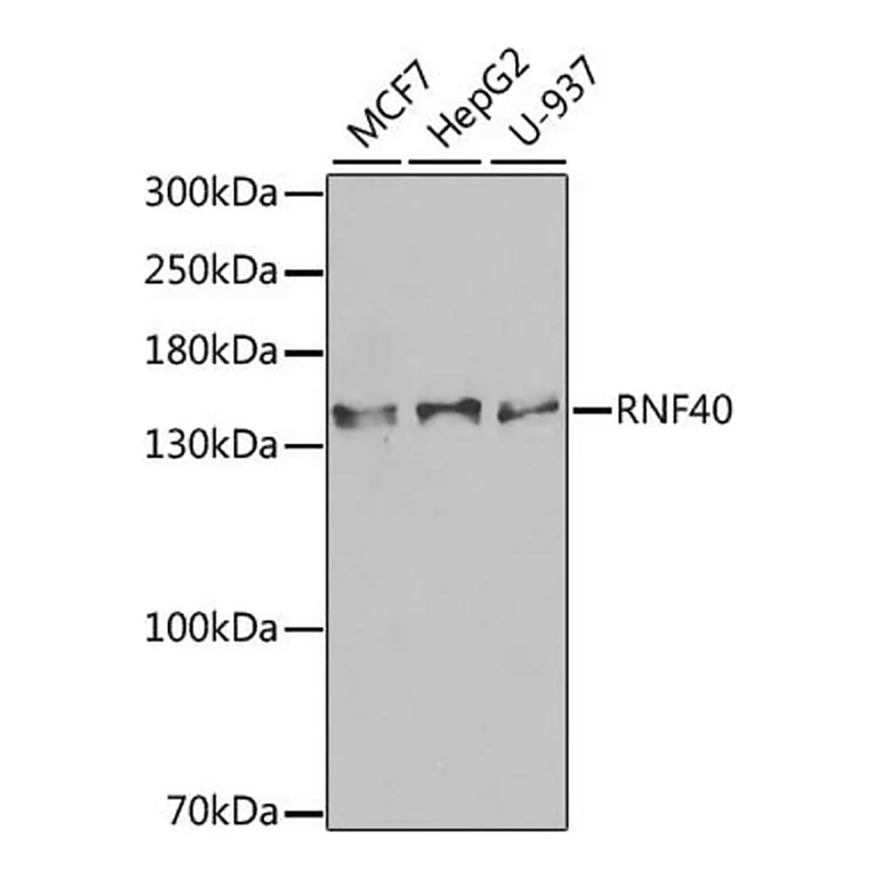 Merck Anti-RNF40 antibody produced in rabbit