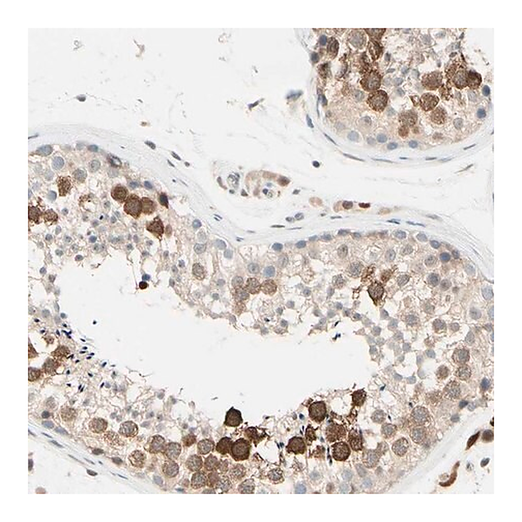 Merck Anti-PTTG1 antibody produced in rabbit