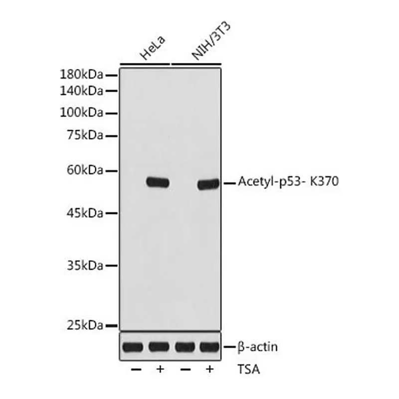 Merck Anti-Acetyl-p53- K370 antibody produced in rabbit