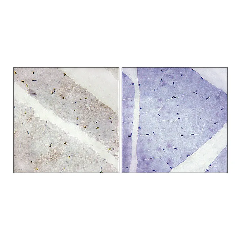Merck Anti-LATS2 antibody produced in rabbit