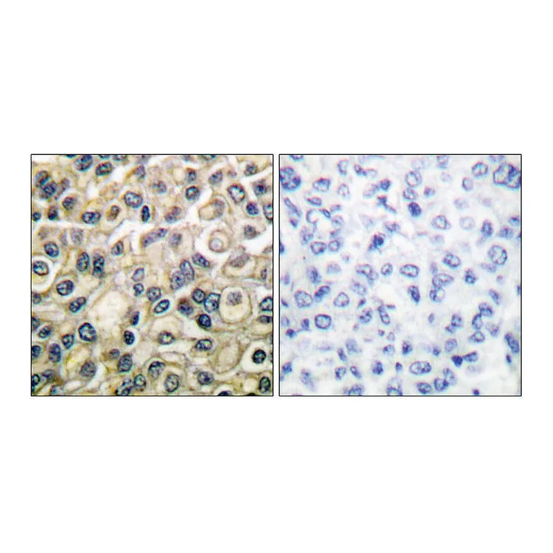 Merck Anti-Claudin 1 antibody produced in rabbit