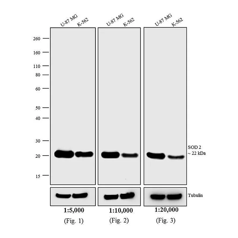 Thermo Fisher Scientific Rabbit anti-Mouse IgG, IgM (H+L) Secondary Antibody, HRP