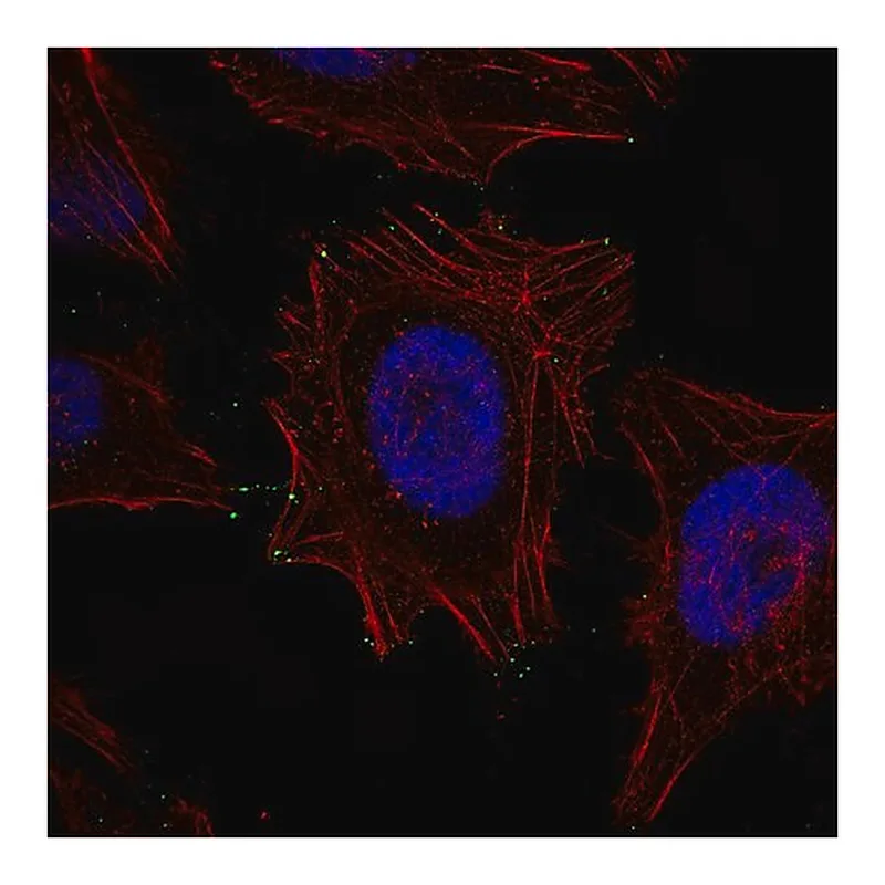 Merck Monoclonal Anti-MYO10 antibody produced in mouse