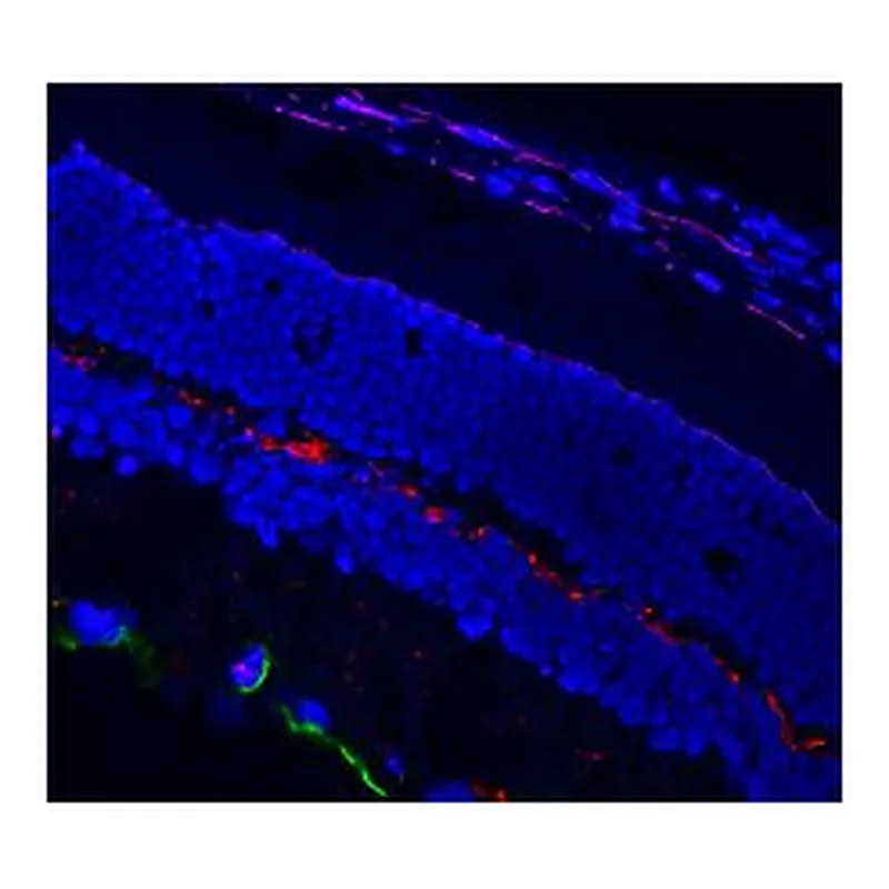 Merck ANTI-MOUSE IGG1 (GAMMA1), CF568