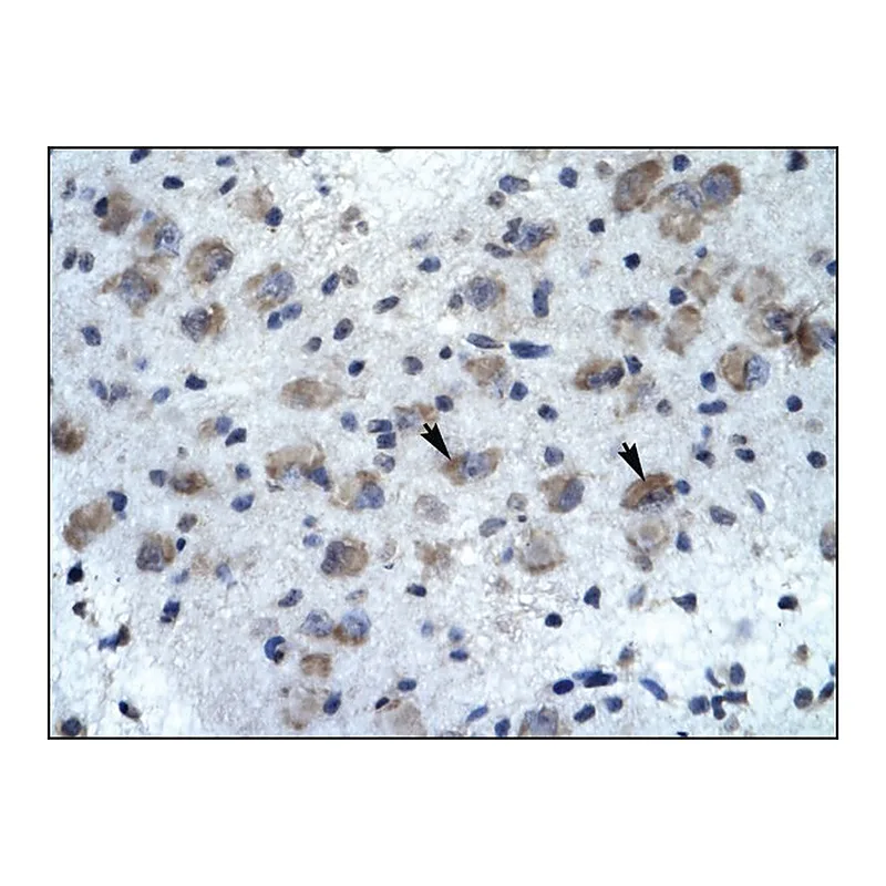 Merck Anti-KCNH5 (AB1) antibody produced in rabbit