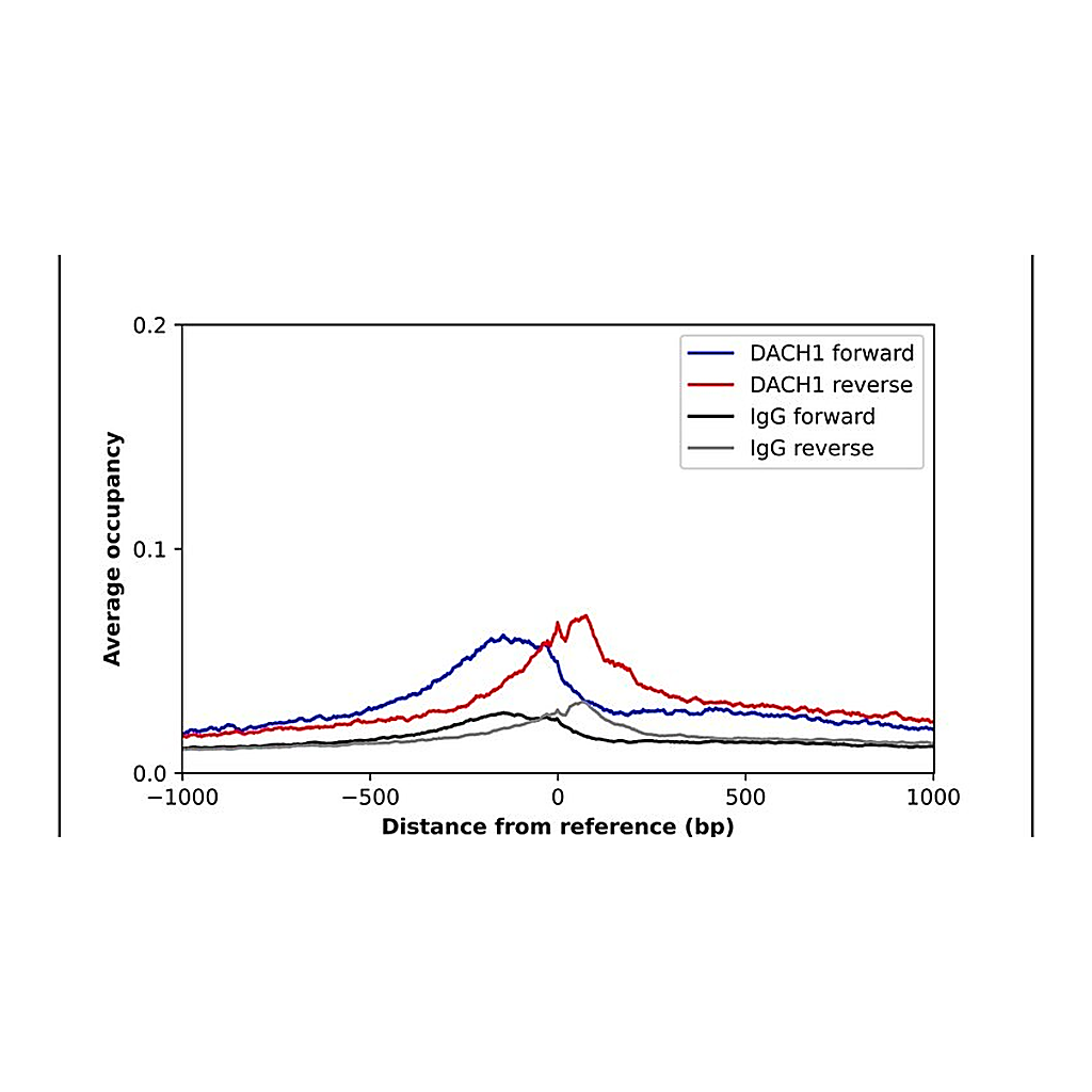 Merck Anti-DACH1 antibody produced in rabbit