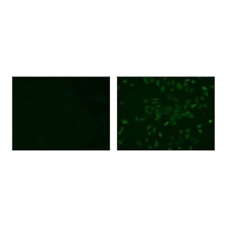 Thermo Fisher Scientific Mouse anti-Rat IgG (H+L) Secondary Antibody, Biotin, eBioscience