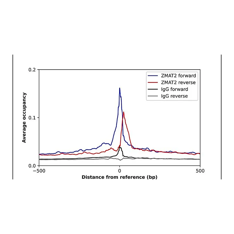 Merck Anti-ZMAT2 antibody produced in rabbit