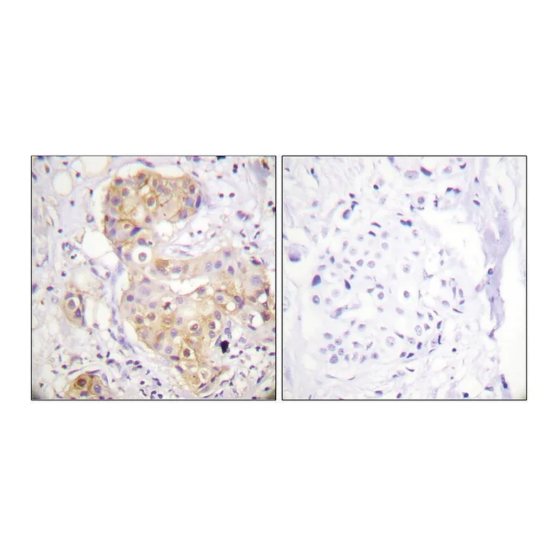 Merck Anti-PKC delta antibody produced in rabbit