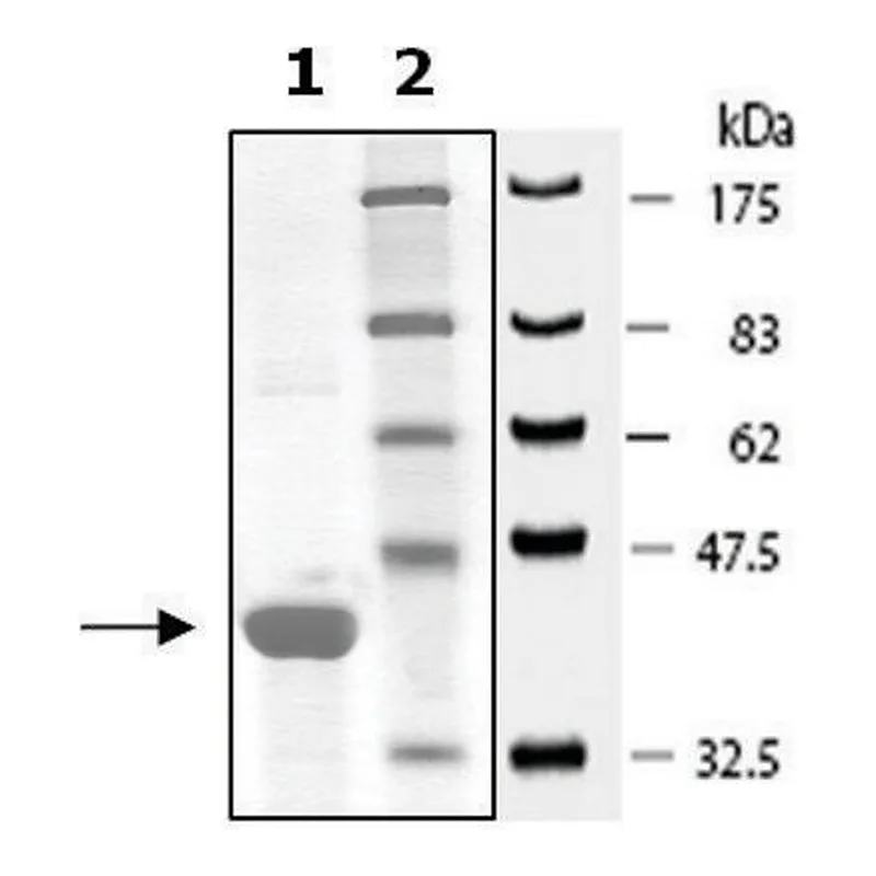 Merck Hsp40 active human