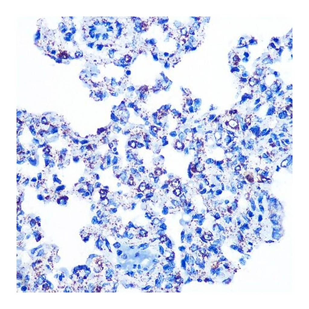 Merck Anti-MMP3 antibody produced in rabbit