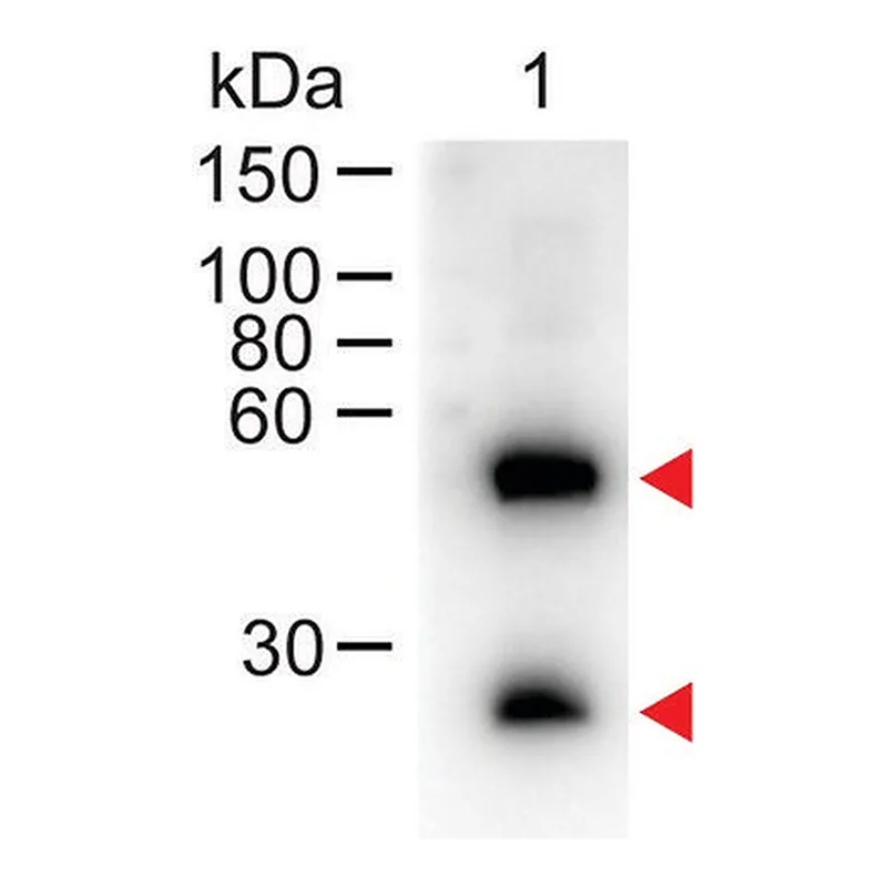 Merck Anti-Mouse IgG (H+L)-Peroxidase antibody produced in donkey