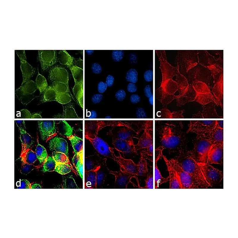 Thermo Fisher Scientific F(ab`)2-Goat anti-Mouse IgG (H+L) Secondary Antibody, FITC
