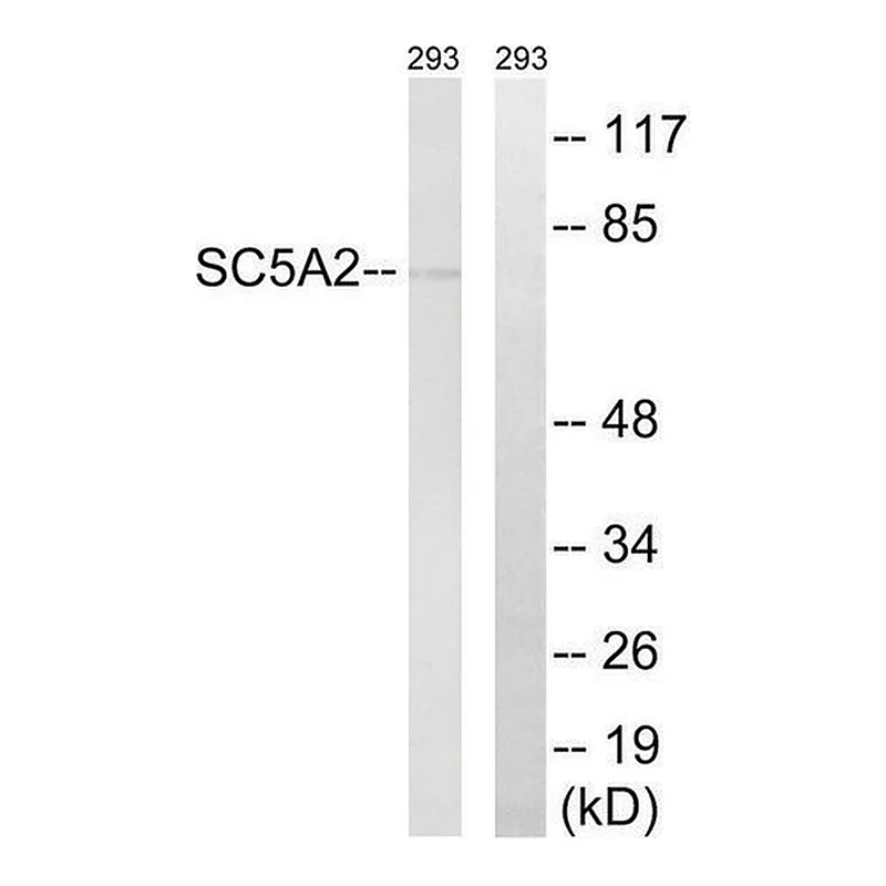 Merck Anti-SLC5A2 antibody produced in rabbit