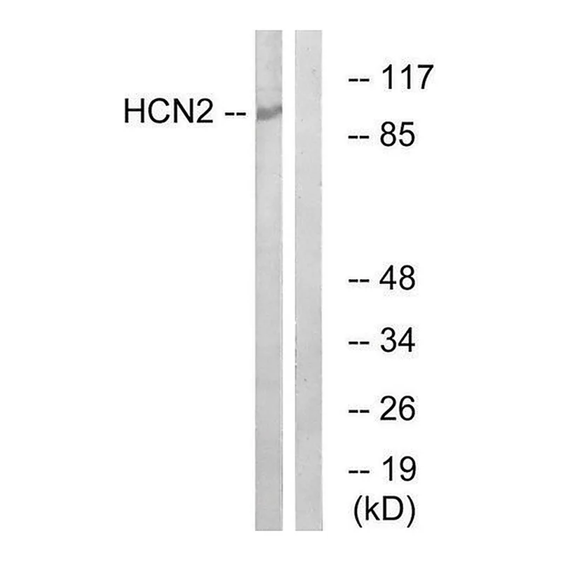 Merck Anti-HCN2 antibody produced in rabbit