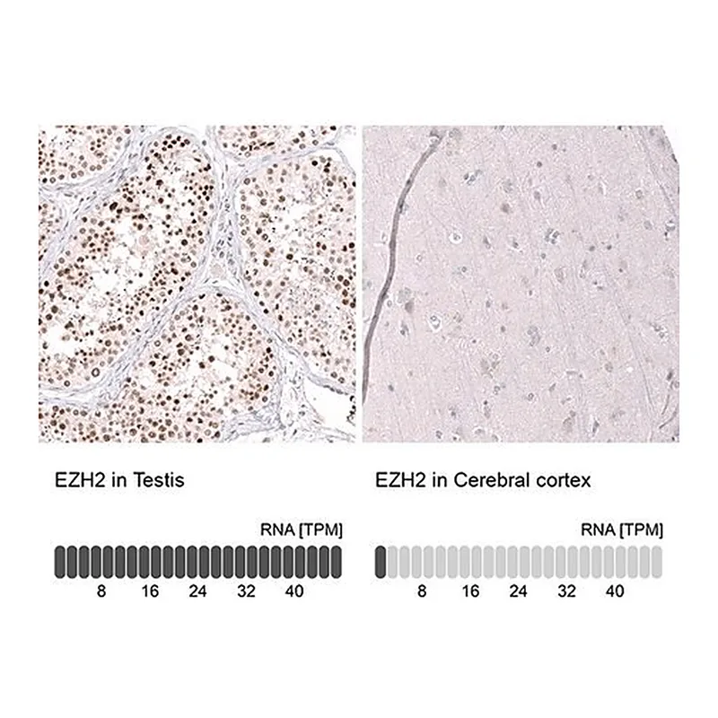 Merck Monoclonal Anti-EZH2 antibody produced in mouse