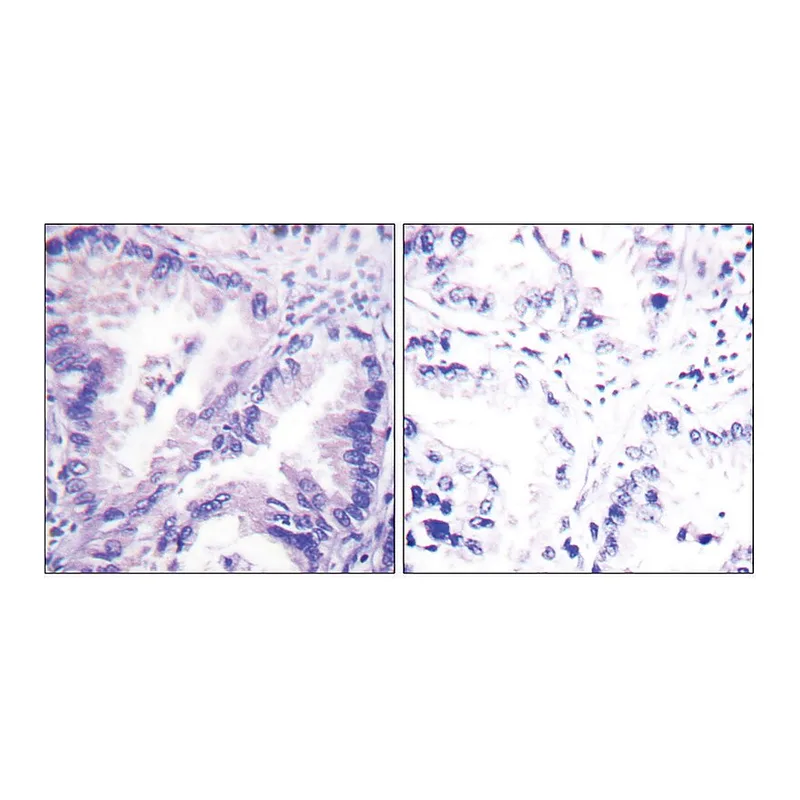 Merck Anti-PP2A-alpha antibody produced in rabbit